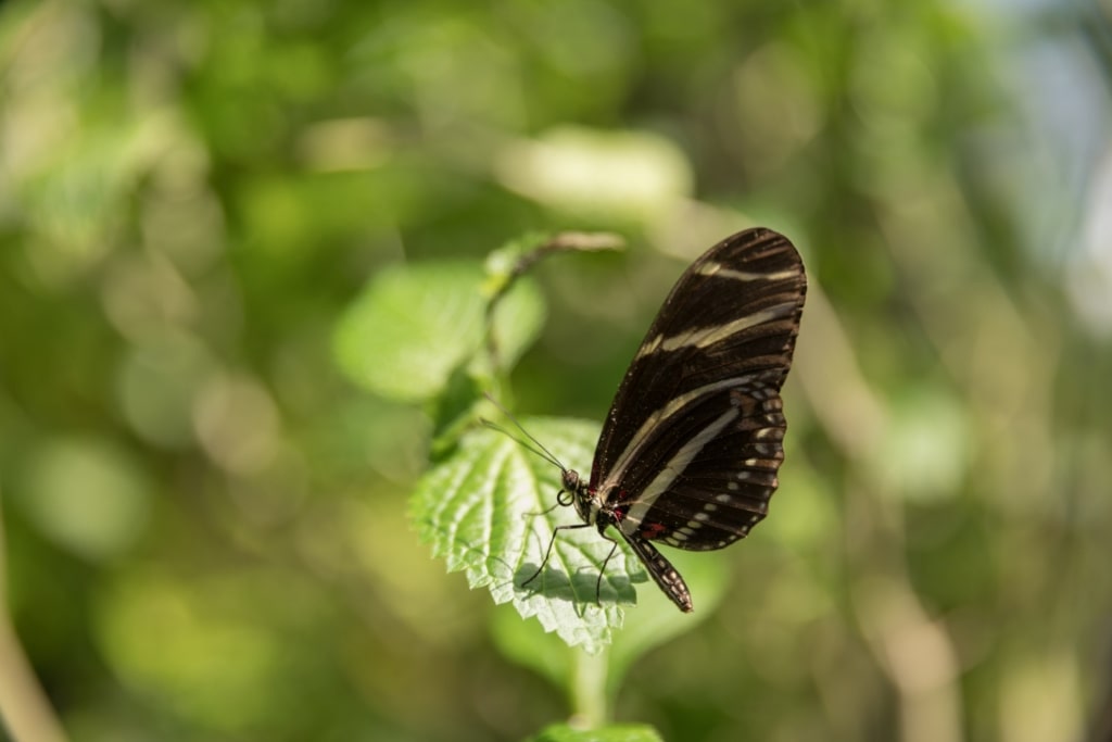 Butterfly on a leaf