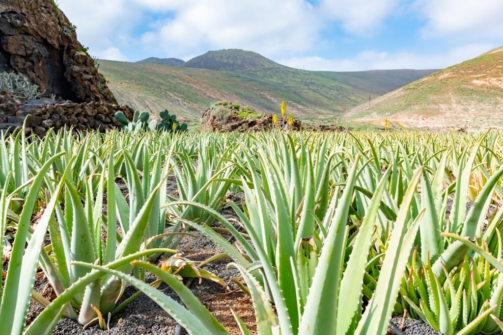 View of Lanzaloe with mountains as backdrop