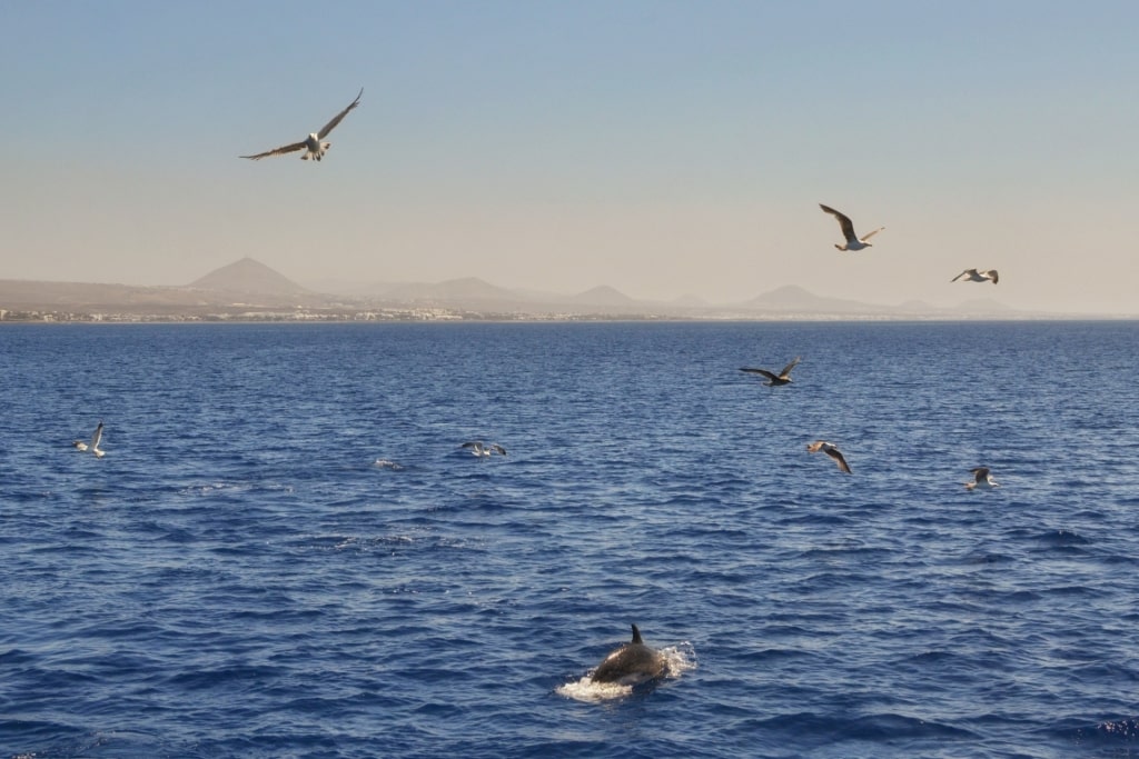 Dolphin spotted in Lanzarote