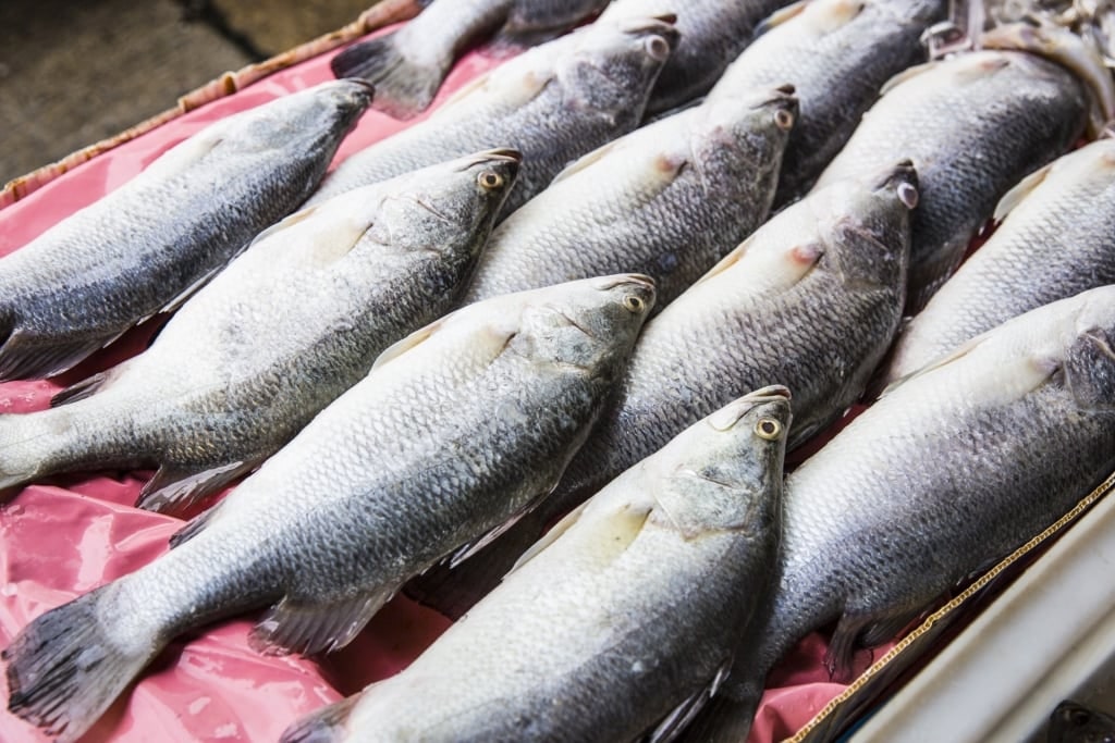 Freshly caught barra fish in Port Douglas