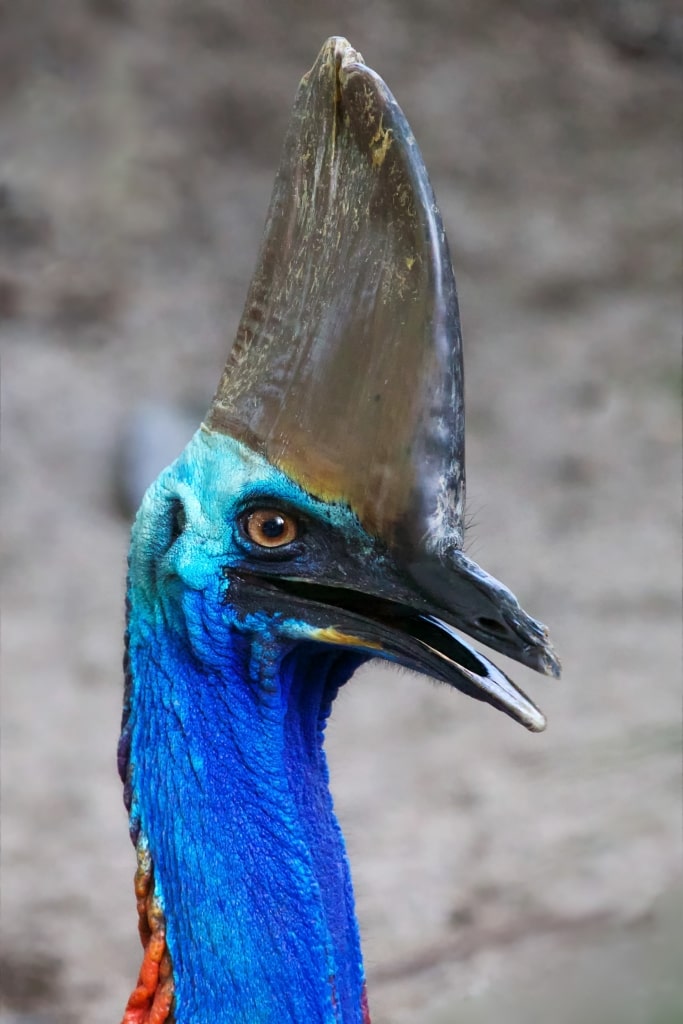 Majestic cassowaries with blue head