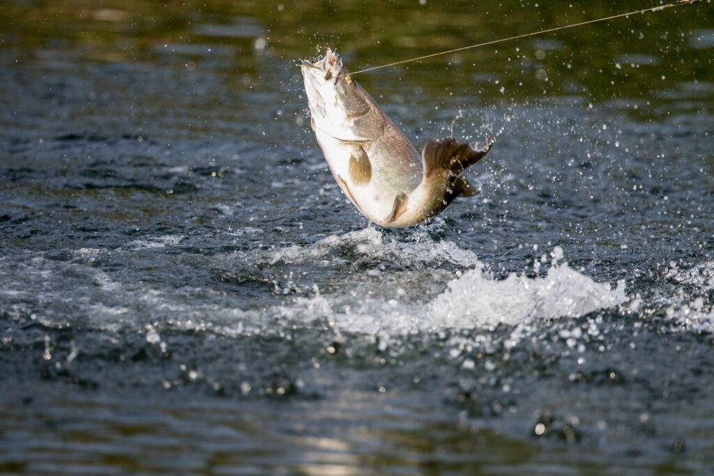 Fishing in Port Douglas