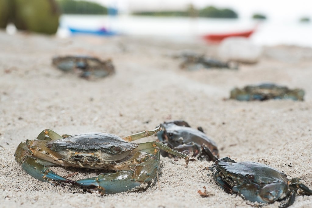 Mud crabs on the sand