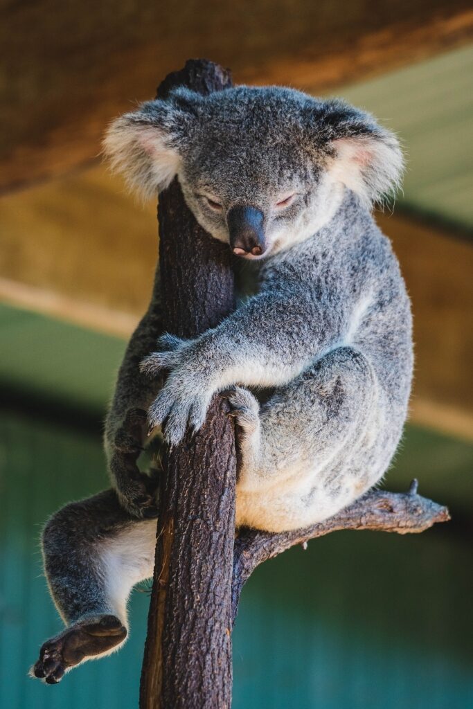 Koala in Wildlife Habitat Sanctuary