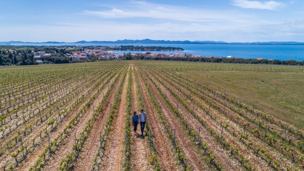 Couple walking at a vineyard in Zadar Croatia