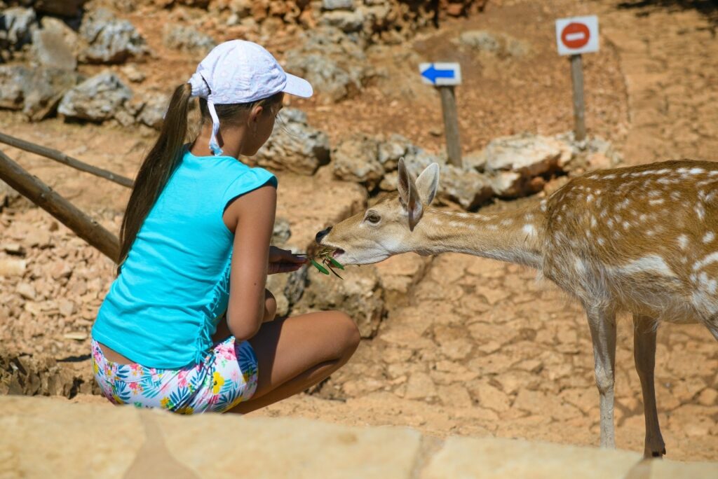 Kid feeding a deer in Askos Stone Park