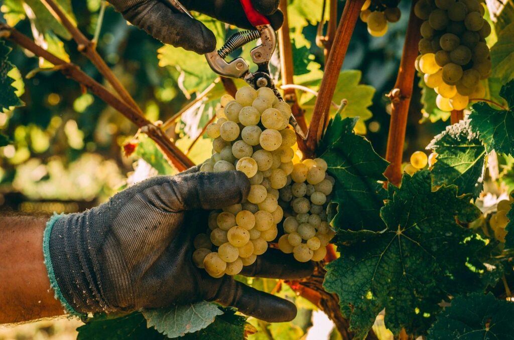 Man harvesting grapes at a vineyard