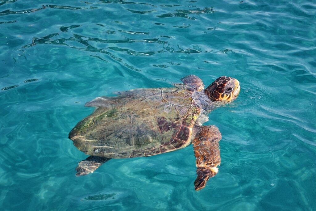 Loggerhead caretta caretta sea turtle swimming in clear blue waters