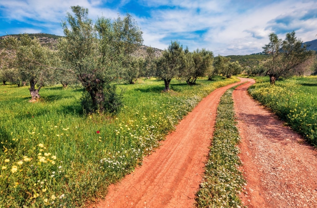 Olive trees in Zakynthos