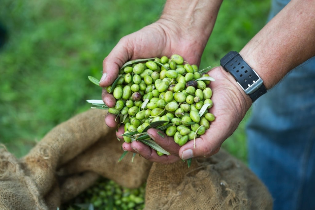 Man holding fresh olives