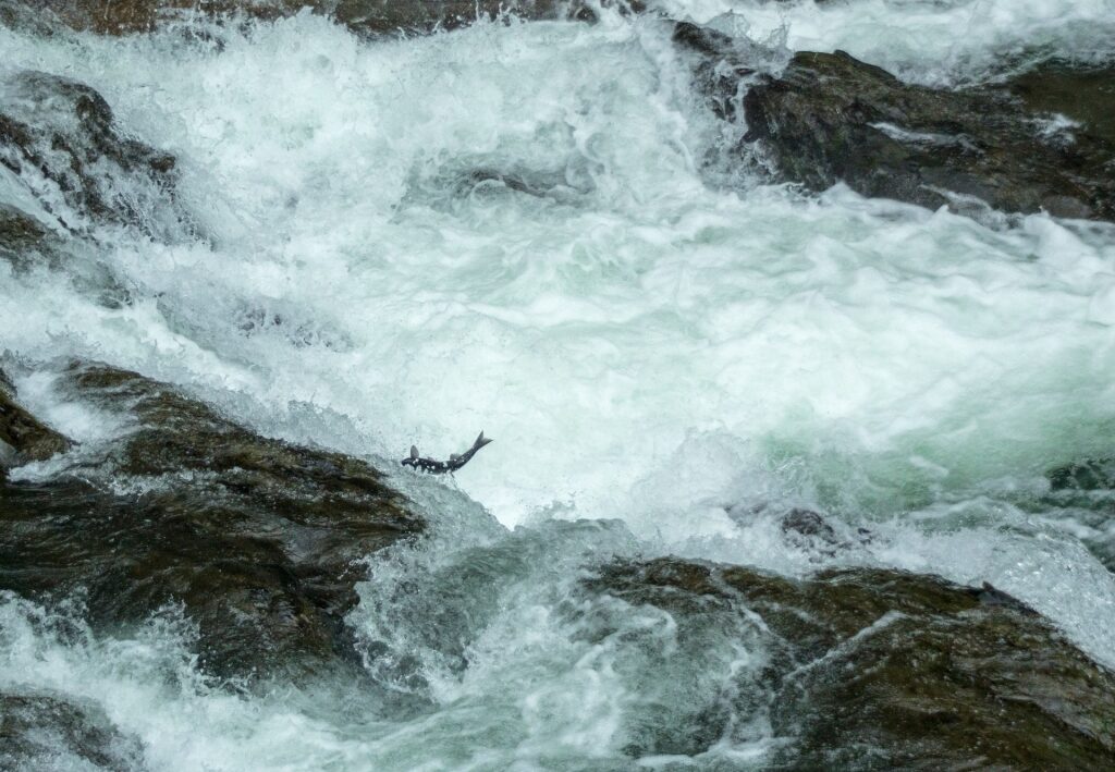 Sockeye salmon spotted in Russian River Falls, Seward