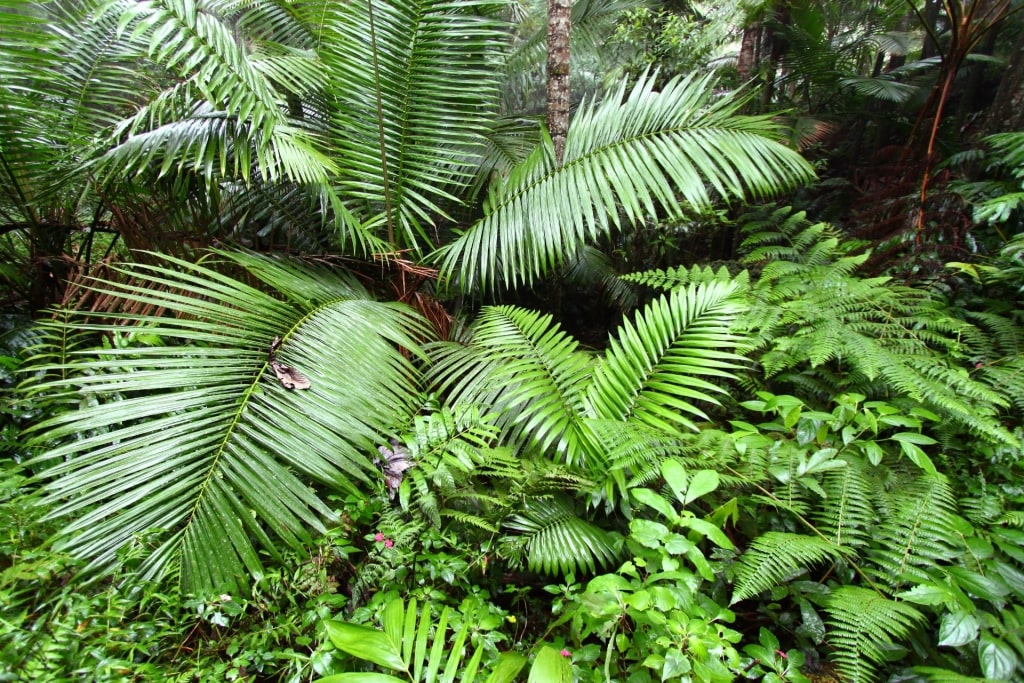 Lush landscape of El Bolo, Toro Negro State Forest