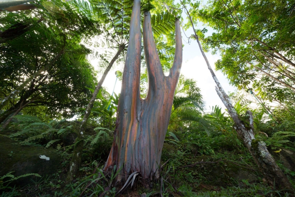 Massive tree spotted while hiking in El Yunque National Forest