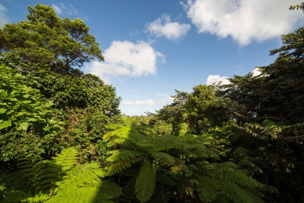 Lush landscape of El Yunque National Forest