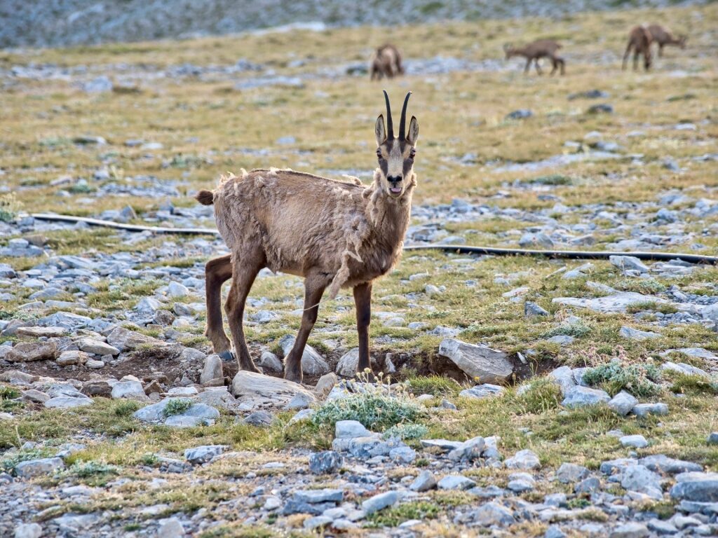 Balkan chamois spotted in Mount Olympus National Park, Thessaloniki