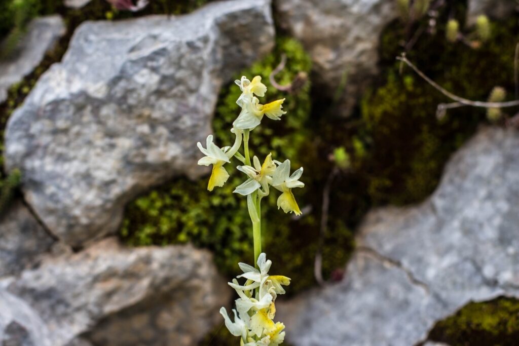 Beautiful orchis pauciflora surrounded by rocks