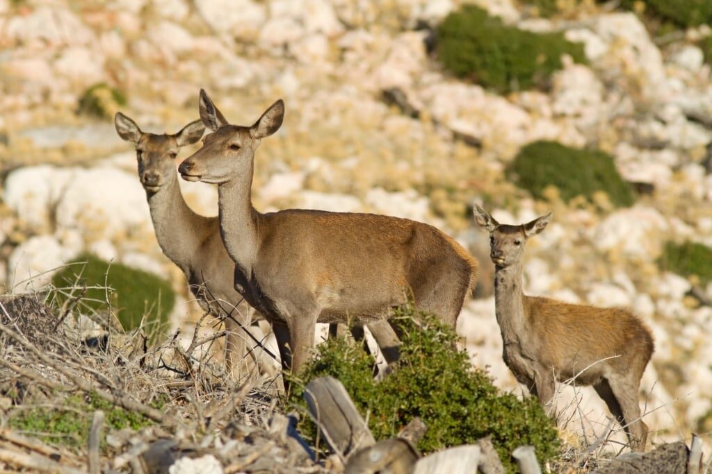 Deers spotted in Parnitha Mountain, Athens