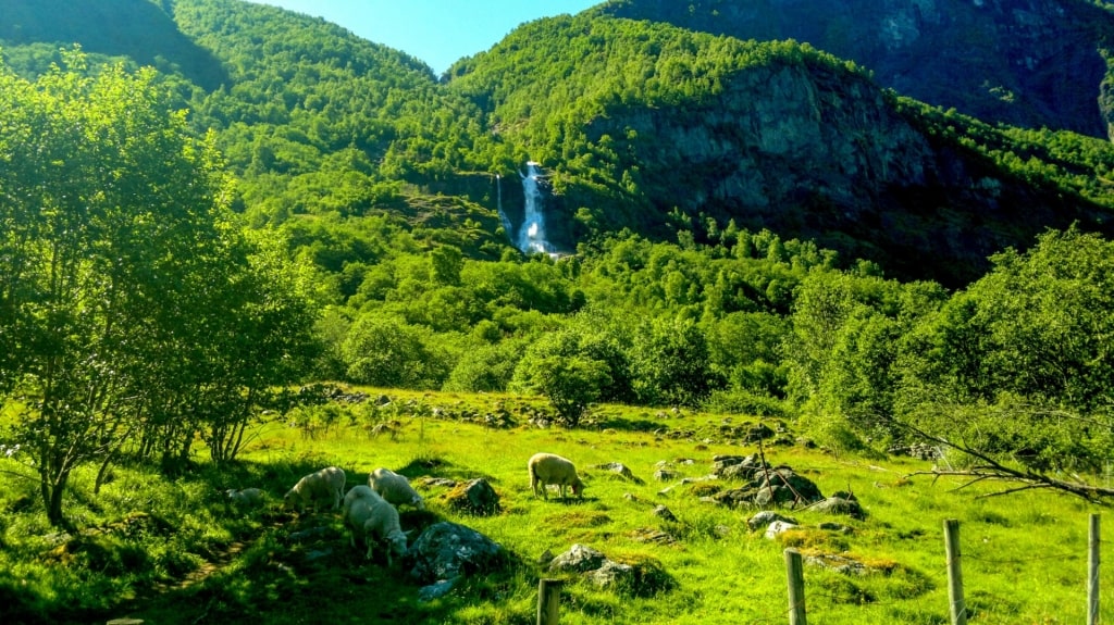 Beautiful greenery in Brekkefossen, Flam