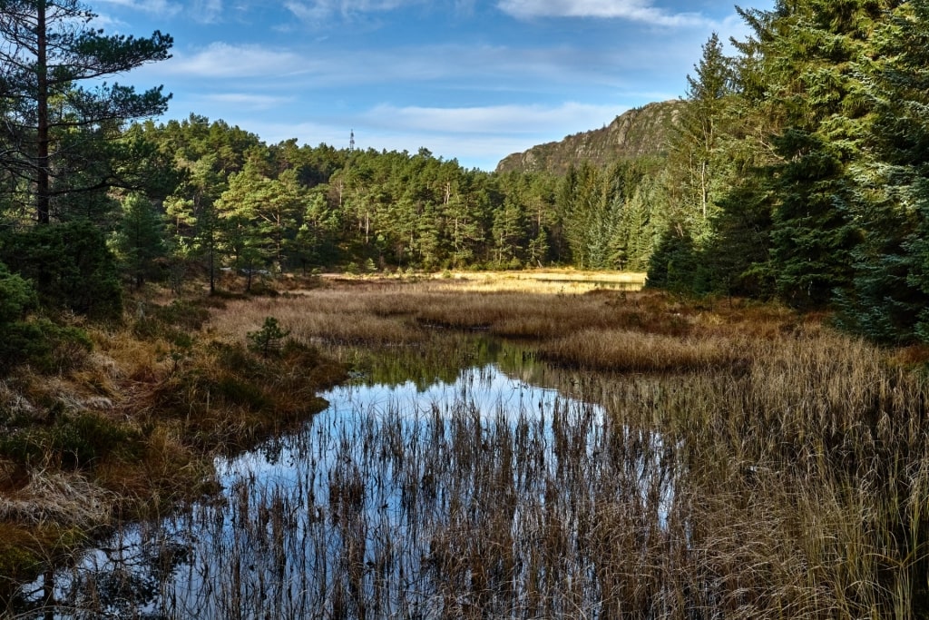 Lush landscape while hiking in Mount Løvstakken, Bergen