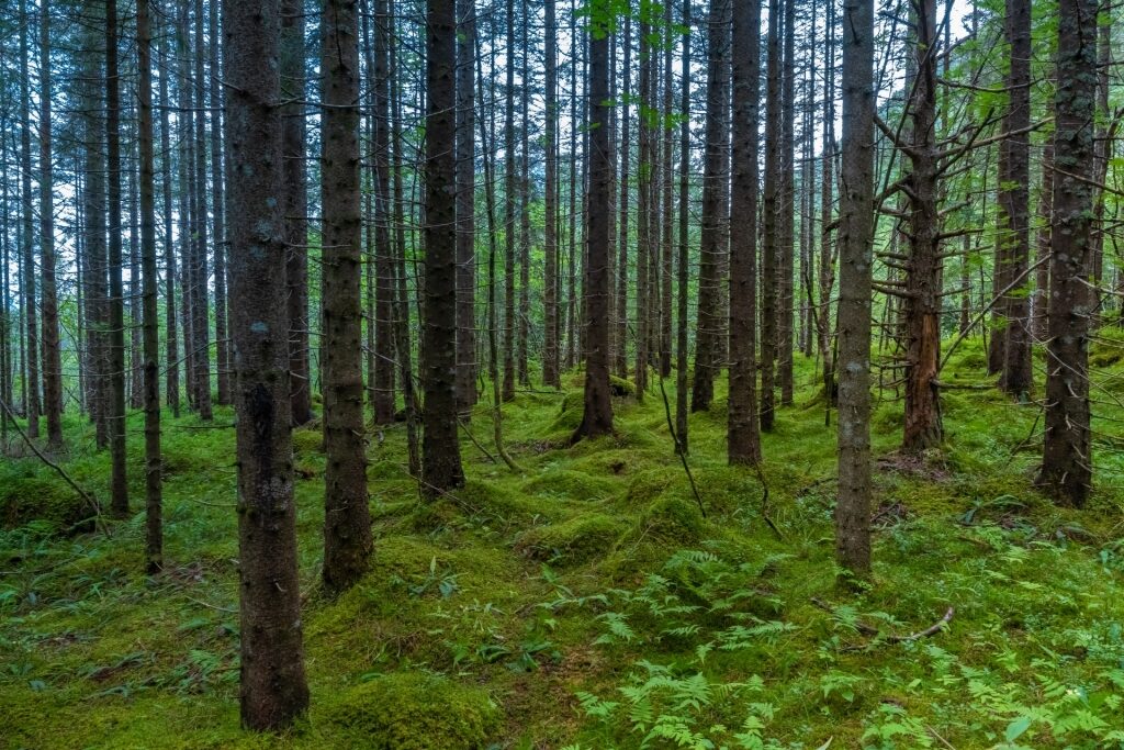 View of tall trees while hiking Trollkirka, Molde