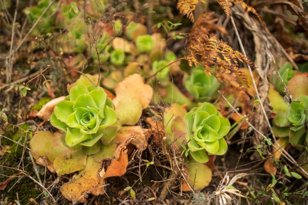 Plant in Doramas Natural Park, Gran Canaria