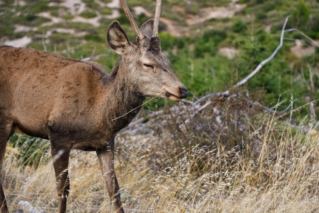 Deer spotted while hiking Mount Parnitha, Athens