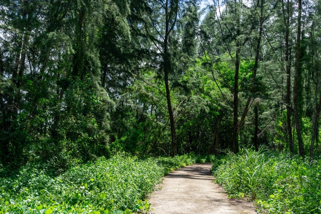 Hiking trail in Coney Island