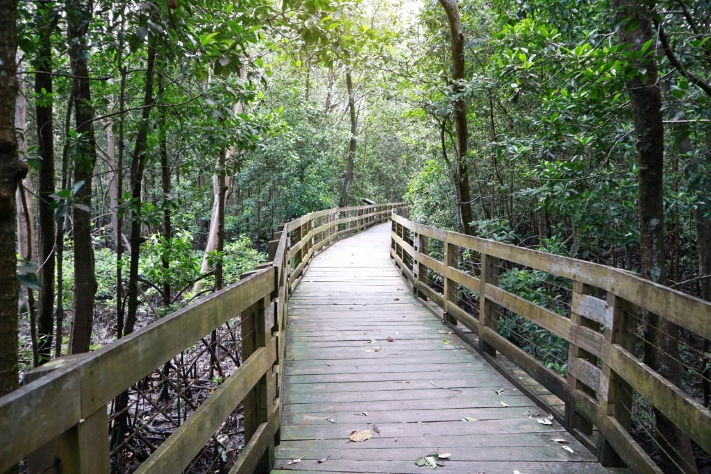 Boardwalk trail near Pasir Ris Beach