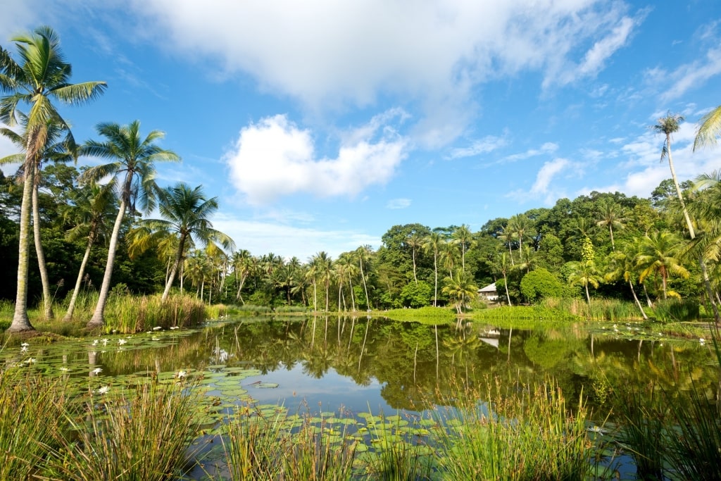 Lush landscape of Pulau Ubin Island