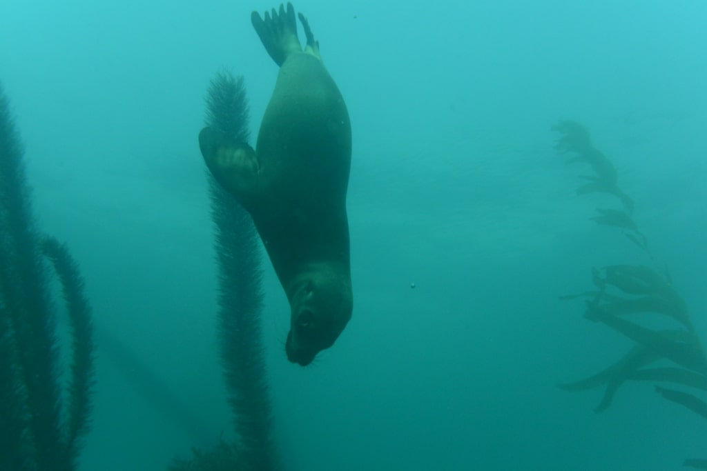 Sea lion swimming in La Jolla Cove, San Diego