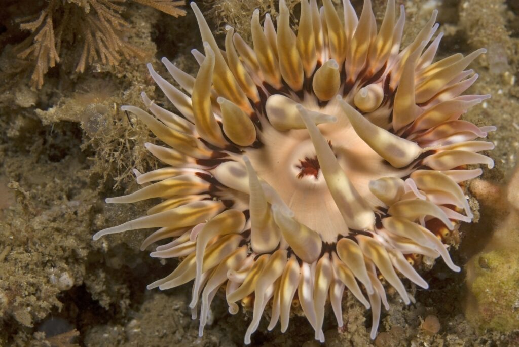 Sea urchin spotted in California
