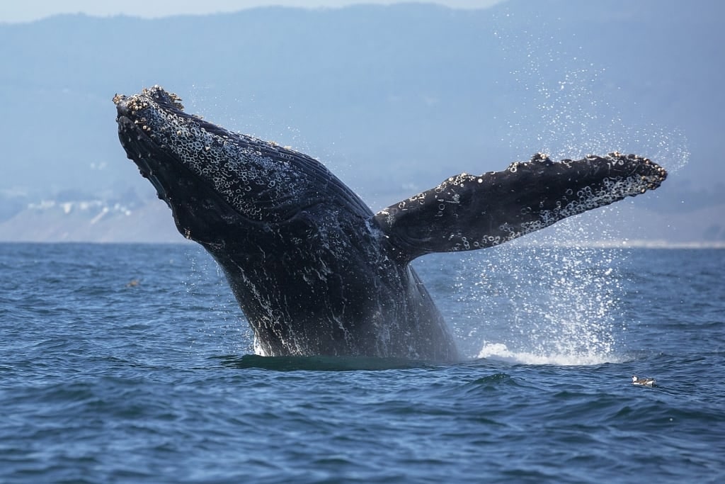 Humpback whale breaching