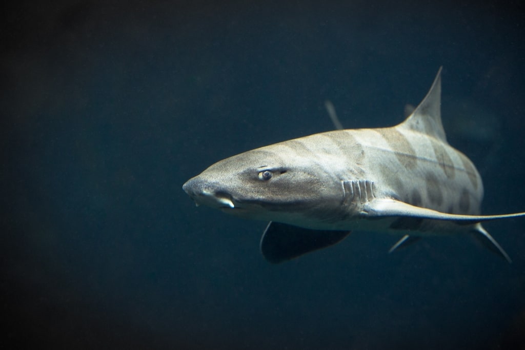 Leopard shark in Marine Room, La Jolla, San Diego