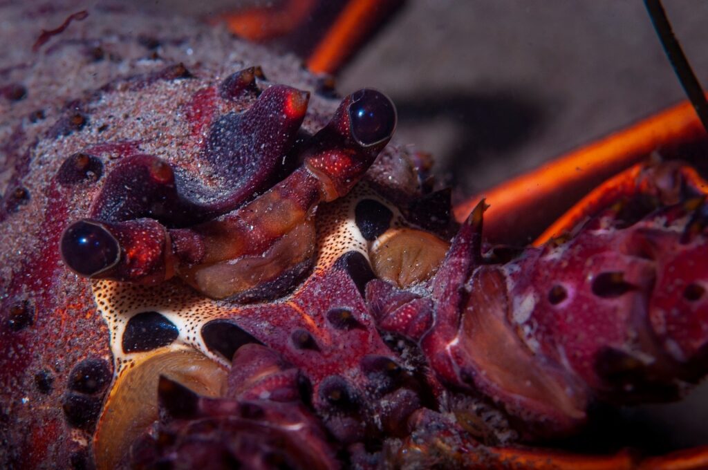 Closeup view of a spiny lobster