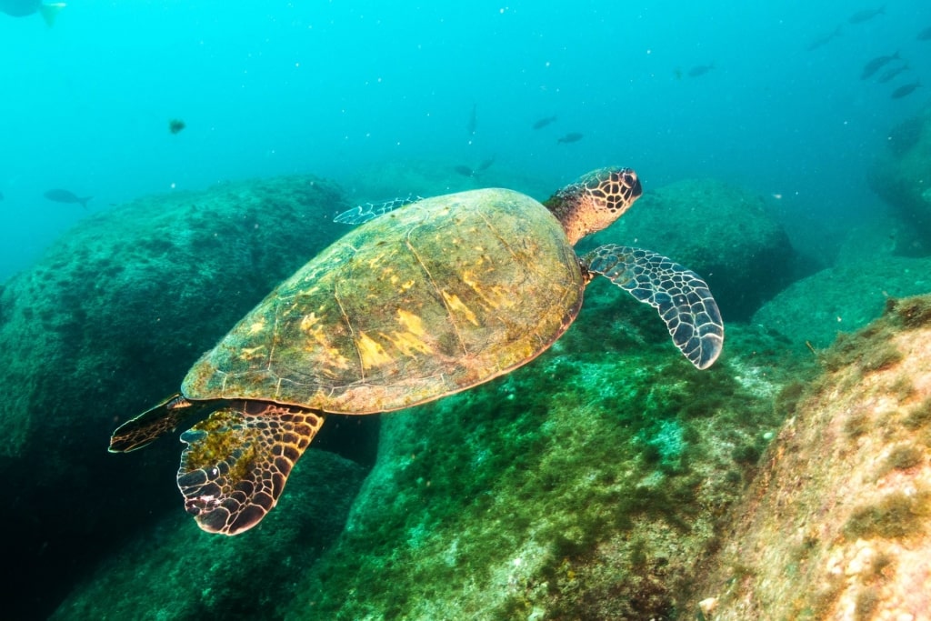 Sea turtle spotted in Turtle Town, La Jolla