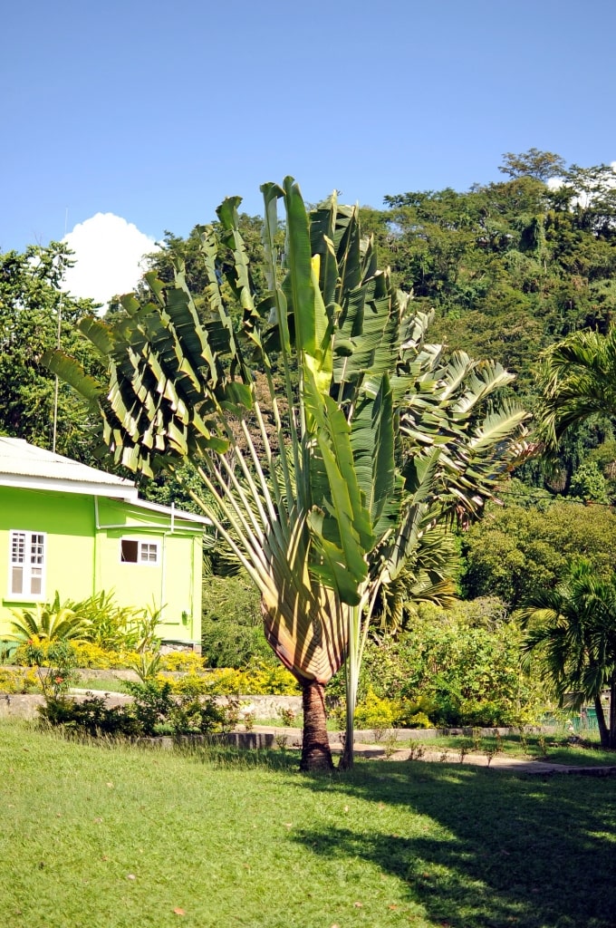 Lush landscape of Botanic Gardens