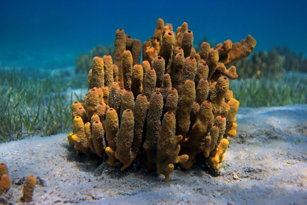 Corals in Champagne Reef, Dominica