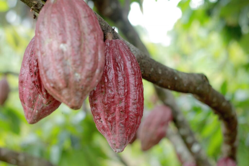 Cacao plant in Dominica