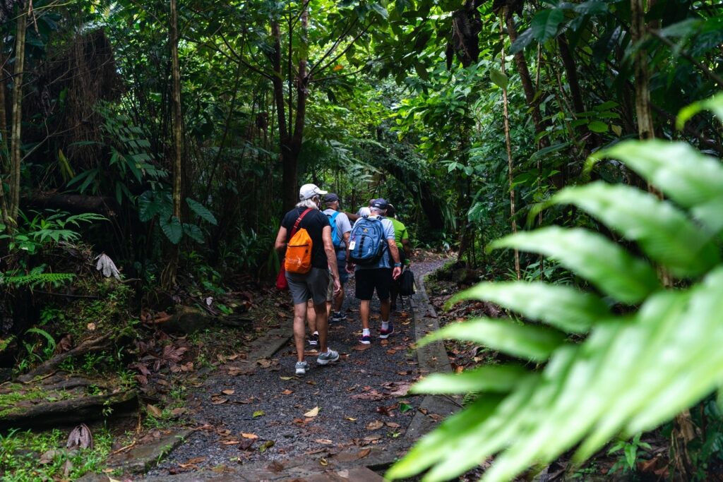 People hiking in Morne Trois Piton National Park