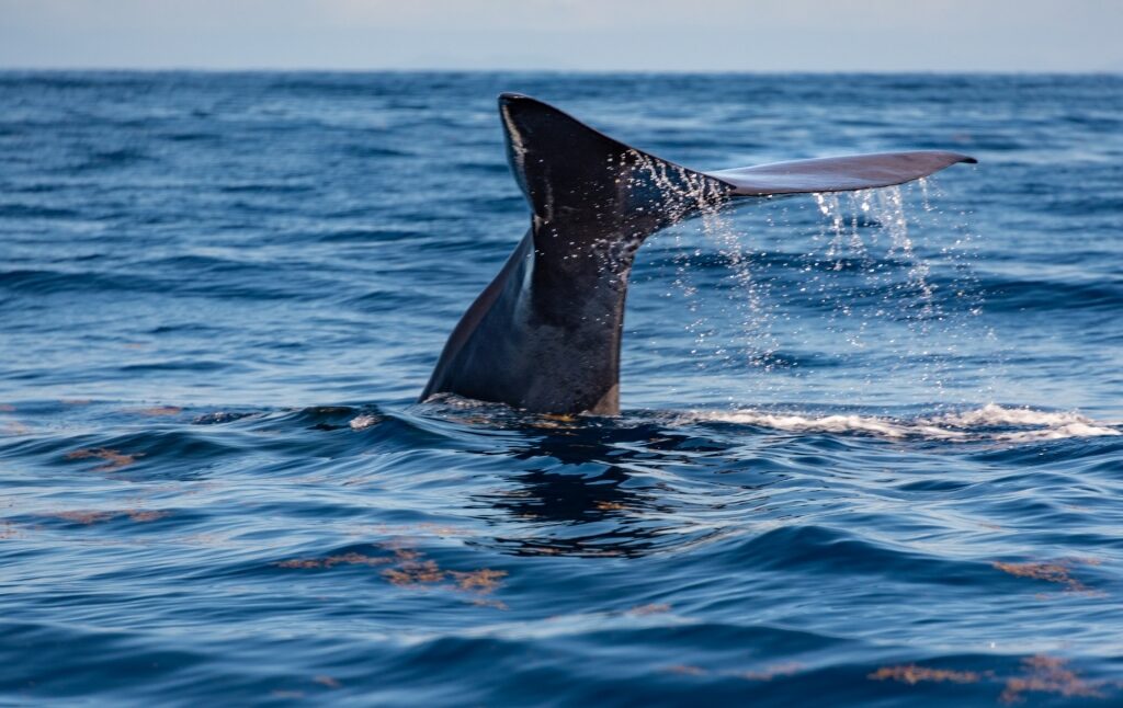 Sperm whale spotted in Dominica