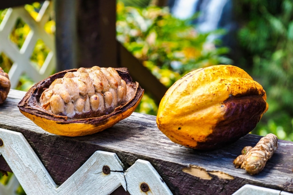 Freshly picked cocoa on a table