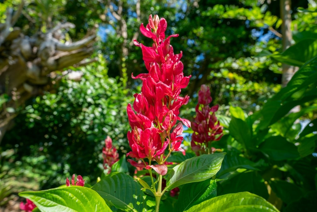 Flower spotted in Palm Tree Gardens Botanical Garden