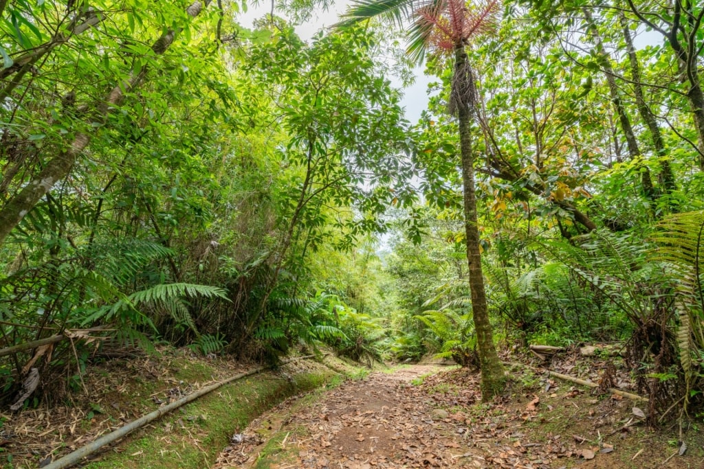 View while hiking in Grand Etang National Park and Forest Reserve