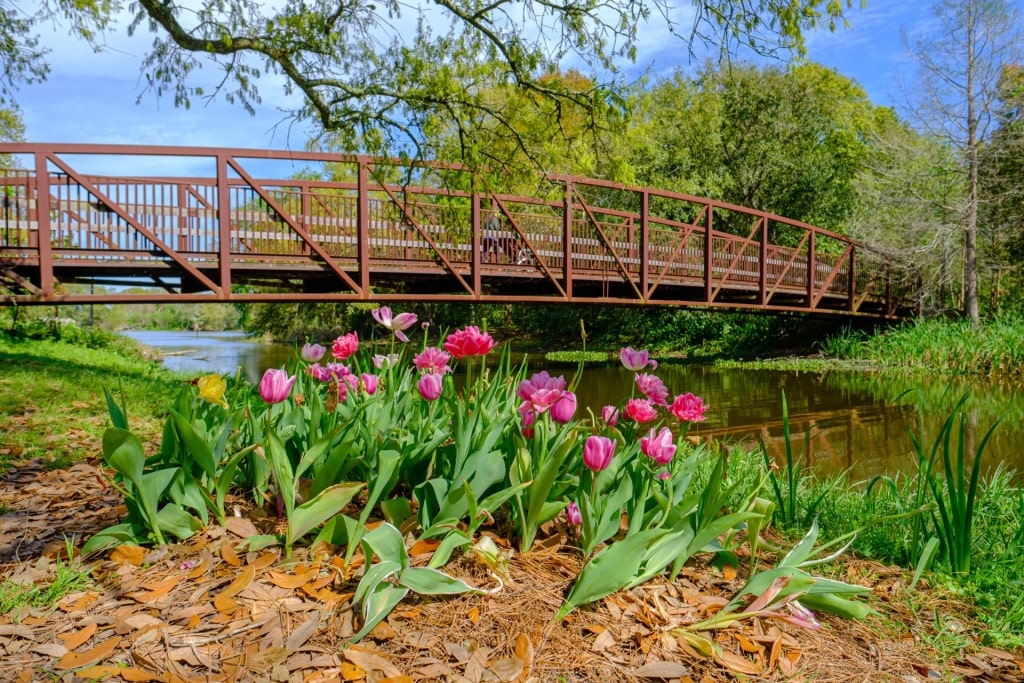 Colorful flowers in Couturie Forest, City Park