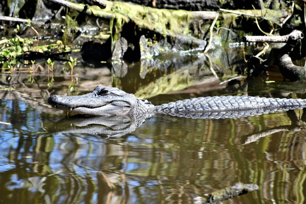 Alligator spotted in Jean Lafitte National Park