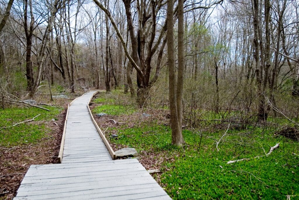 Wooden boardwalk while exploring Norman Bird Sanctuary in Middletown