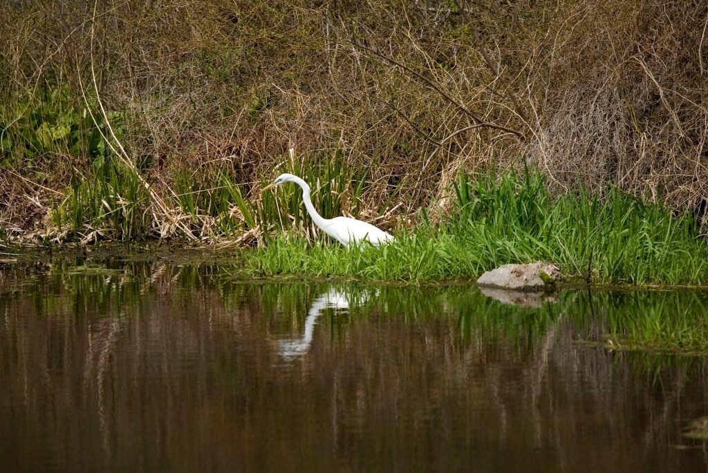 Swan spotted from Nelson and Red Maple Ponds in Norman Bird Sanctuary