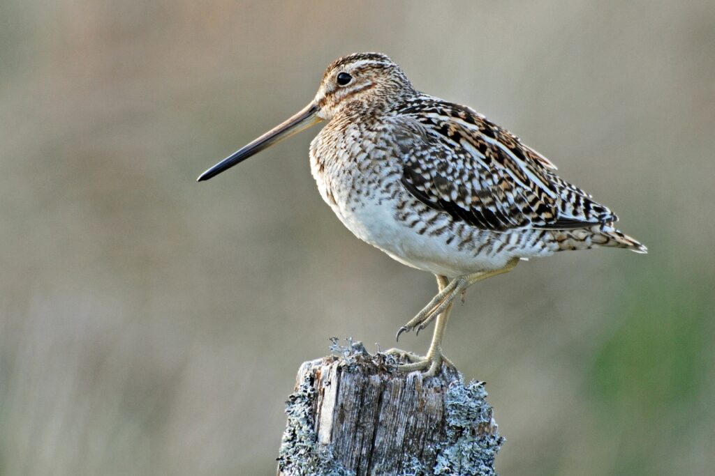 Arctic snipe spotted in Norway