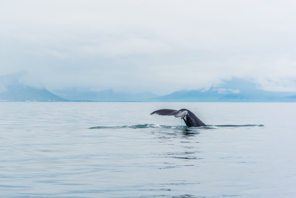 Humpback whale spotted in Iceland