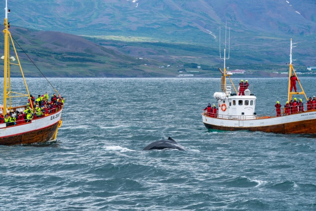 Boats on a whale watching tour in Iceland
